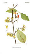 Image of dogwoods