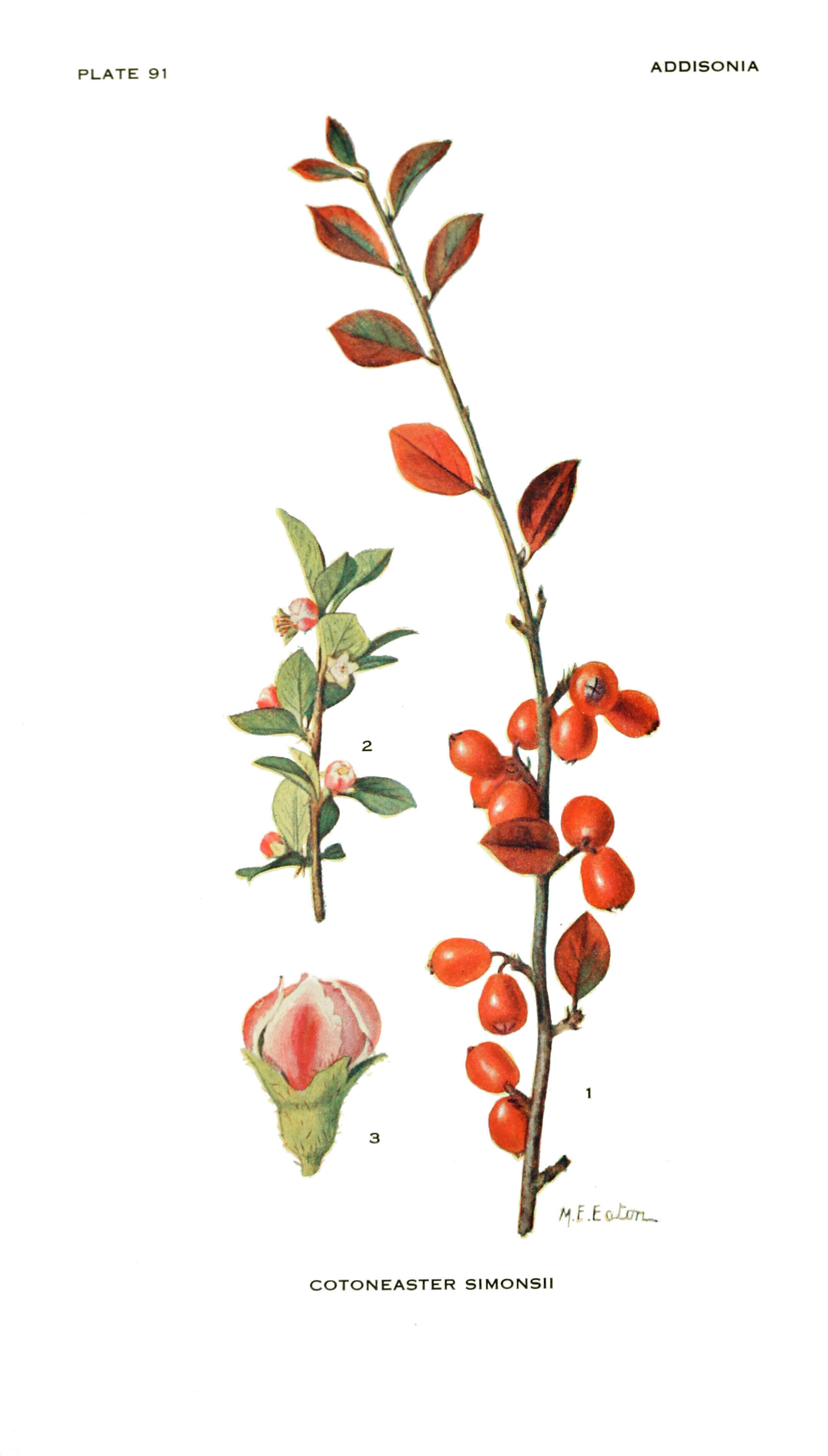 Image of Simons' cotoneaster