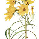 Image of willowleaf sunflower