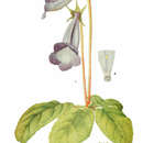Image of florist's gloxinia