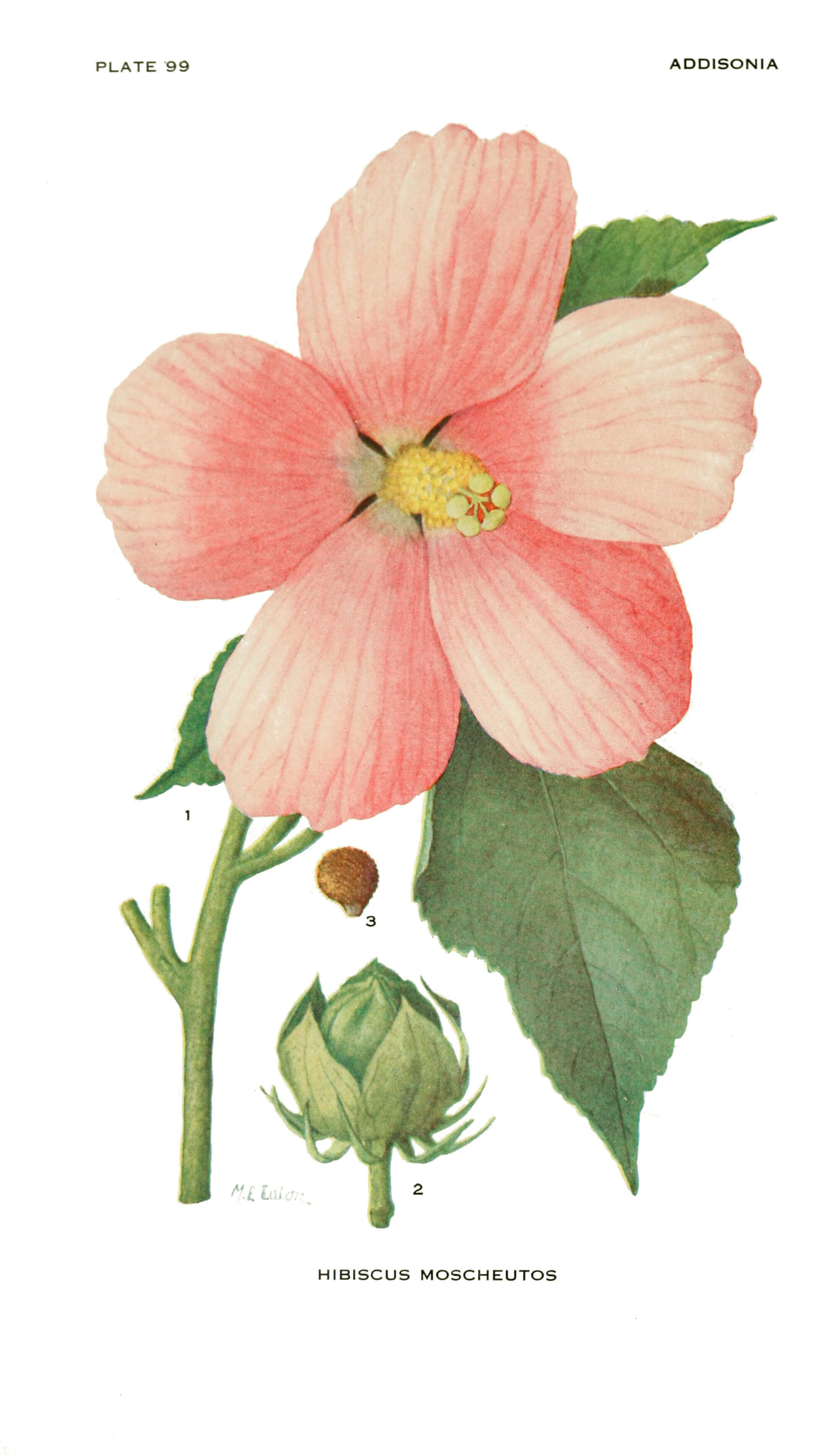 Image of rosemallow