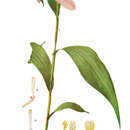 Image of Sobralia sessilis Lindl.