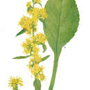 Image of stout goldenrod