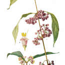 Image de Callicarpa japonica Thunb.