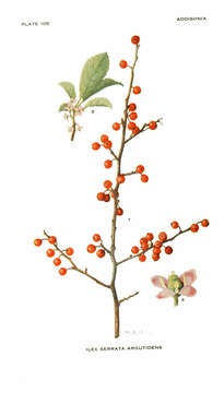 صورة Ilex serrata Thunb.