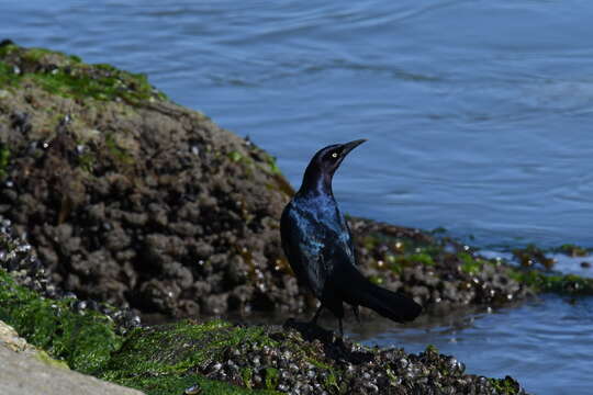 Image of Boat-tailed Grackle