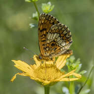 Image of Melitaea athalia