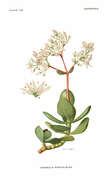 Image of pygmyweed