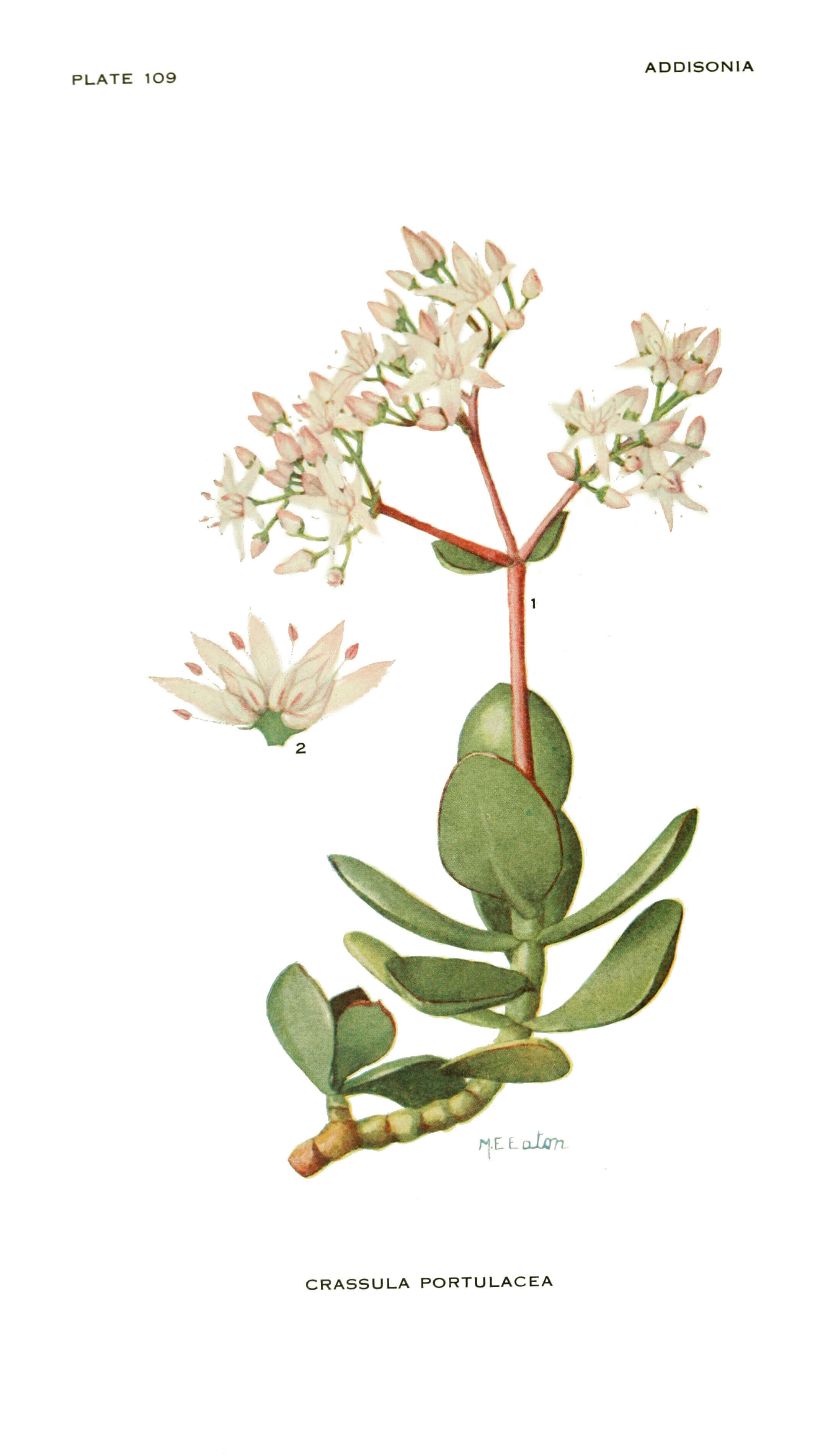 Image of pygmyweed