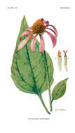 Image of purple coneflower