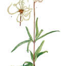 Image of Clematis baldwinii Torr. & Gray