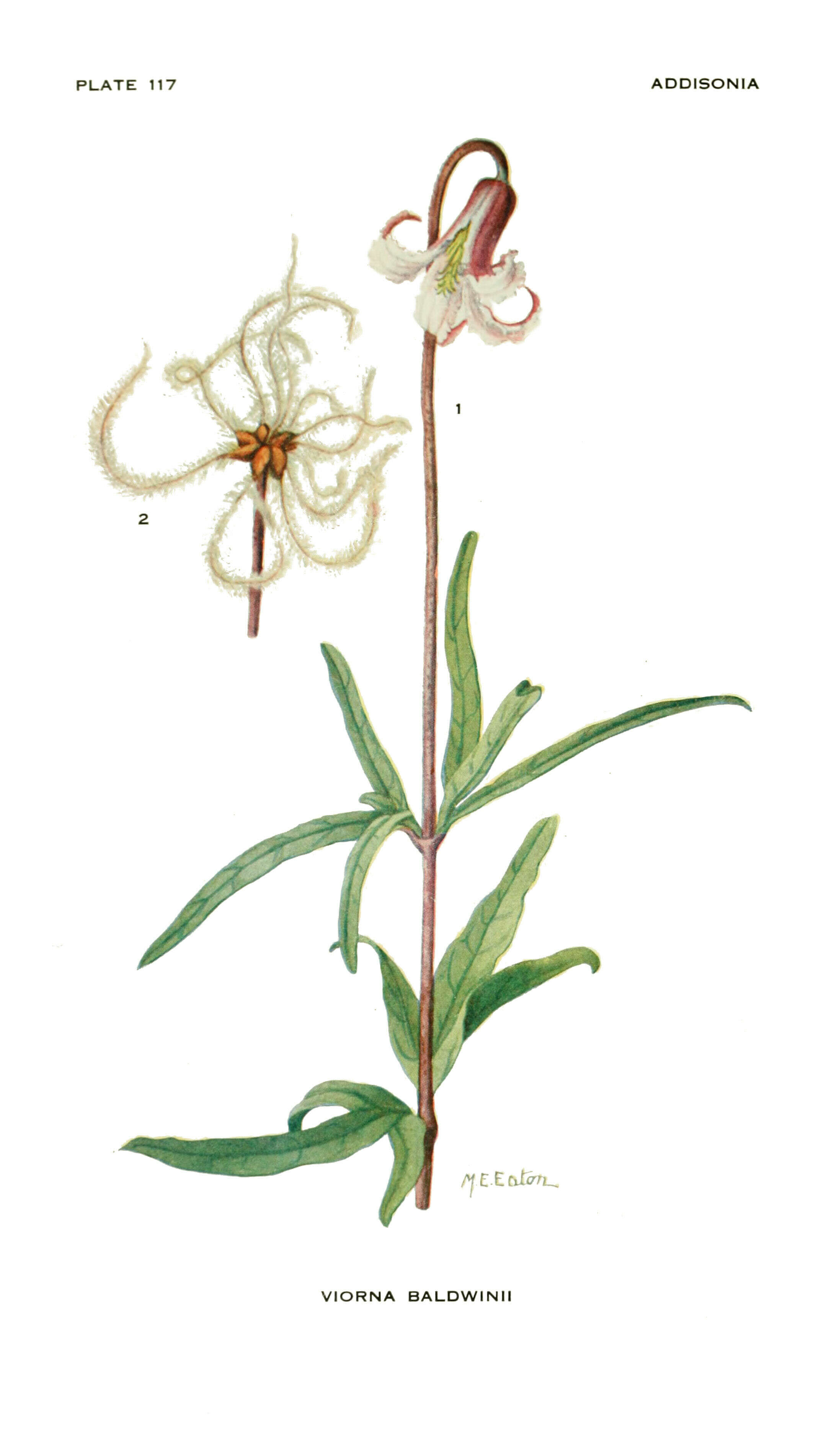 Sivun Clematis baldwinii Torr. & Gray kuva