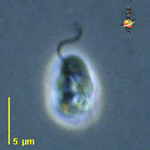 Image of Pendulomonas adriperis