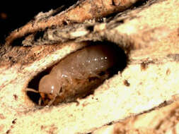 Image of drywood termites