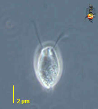 Image of Polytomella Aragão 1910