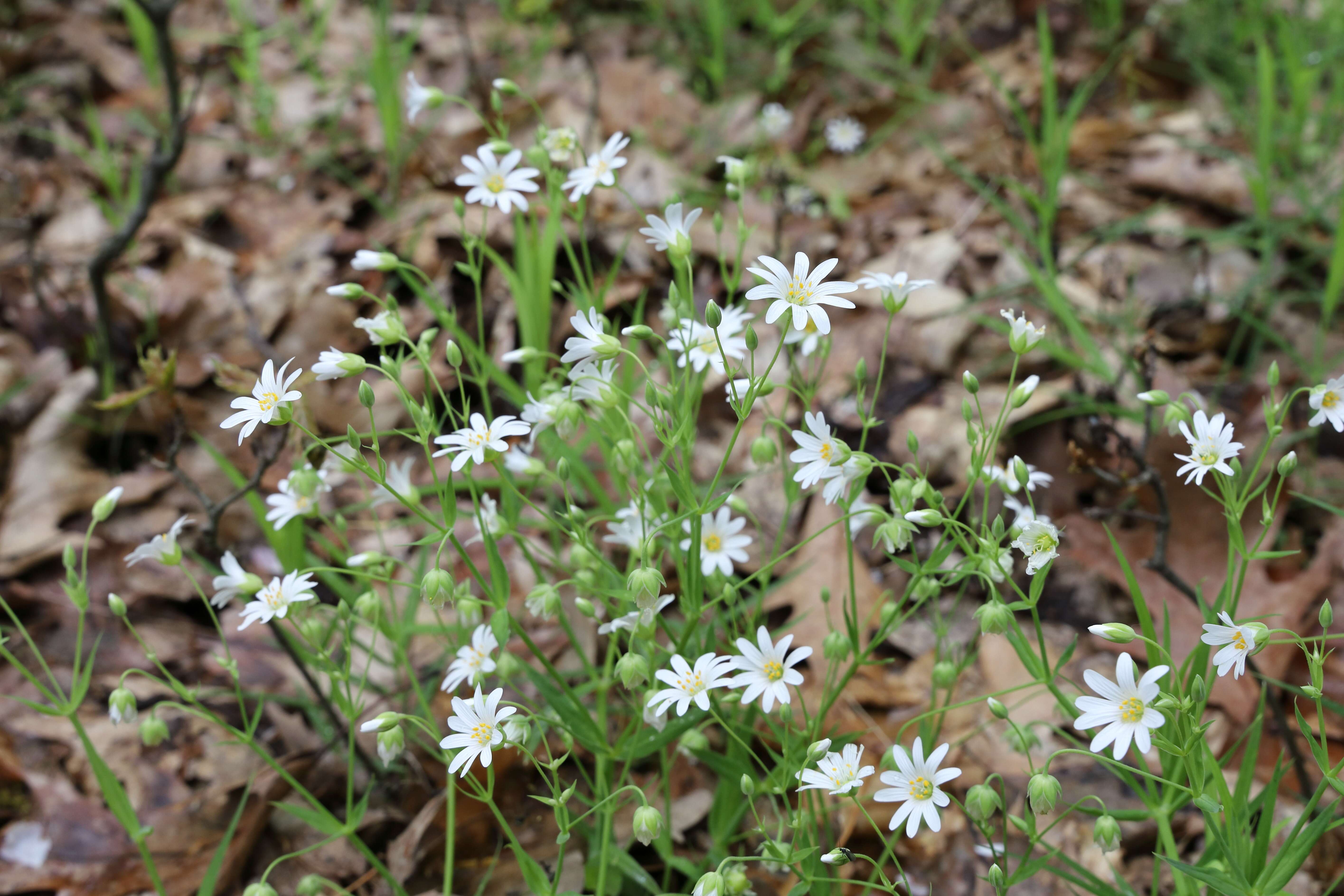 صورة Stellaria holostea L.