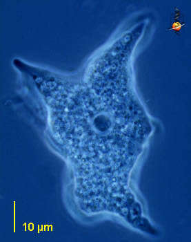 Image of Flabellinia