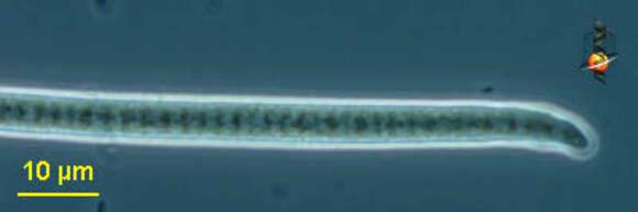 Image of Oscillatoriales