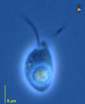 unclassified Eukaryota resmi