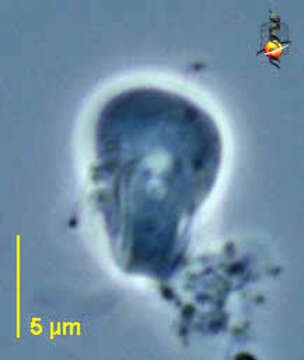 Image of Hexamitidae