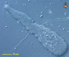 Image of Pyrsonymphidae