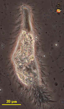 Image of Pyrsonymphidae