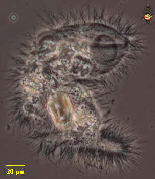 Image of Pyrsonymphidae