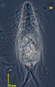 Image of Spirotrichonymphida