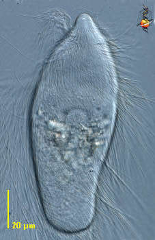 Image of Trichonymphidae