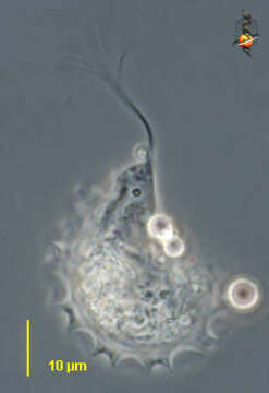 Image of Trichomitopsis