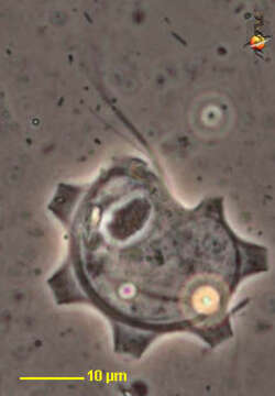 Image of Trichomitopsis