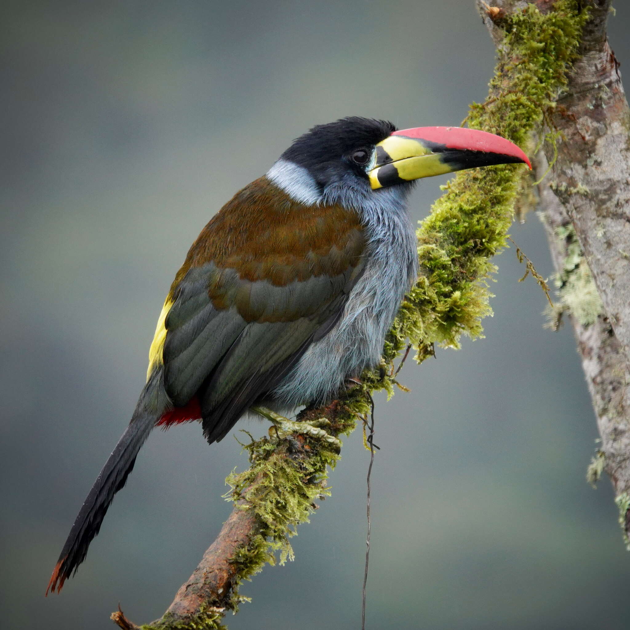 Image de Toucan bleu