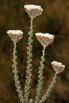 Image of Common Flowerbush