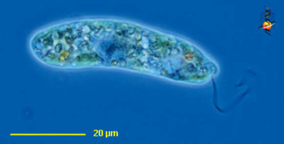 Image de Euglena gracilis