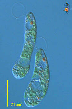 Image of euglenas