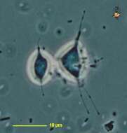 Image de unclassified Cercozoa