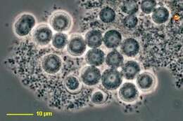 Image of unclassified Cercozoa