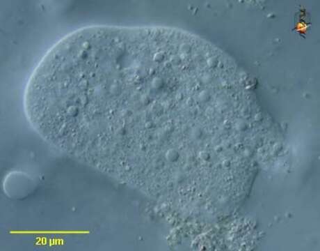Image of Leptomyxa