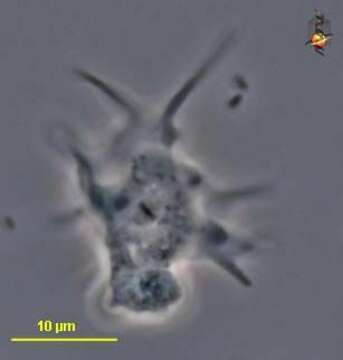 Image of Neoparamoeba