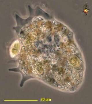 Image of Paramoeba