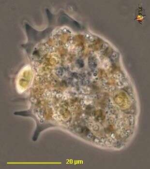 Image of Paramoeba