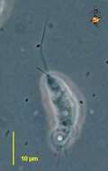 Image of Planoprotostelium