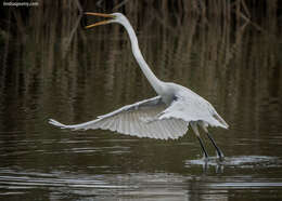 Image of Great Egret