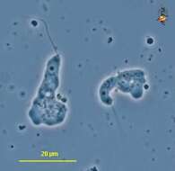 Image of Planoprotostelium