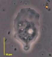 Image of Platyamoeba