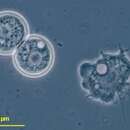 Image of Protacanthamoeba