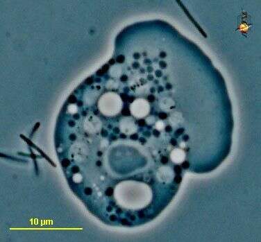 Слика од Schizopyrenida