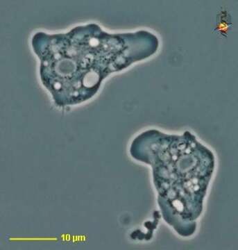 Слика од Schizopyrenida