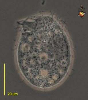 Image of Hymenostomatida