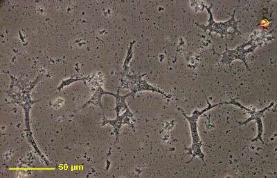 Theratromyxa resmi